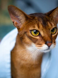 мордочка, взгляд, глаза, Кот, уши, кошка, полотенце