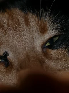кошки, животные