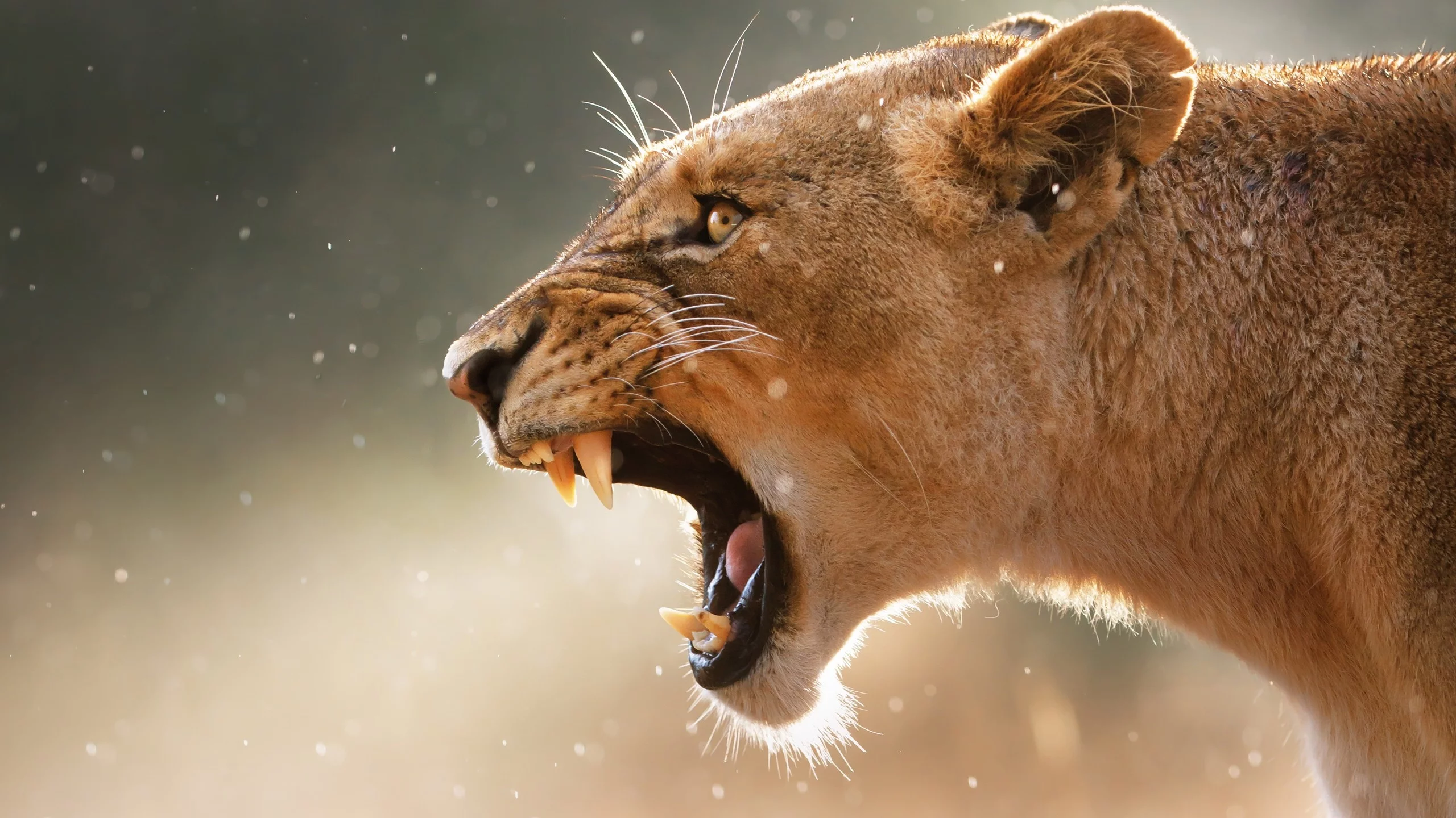 puma, клыки, пума, animals, fangs, lions, львов, животных