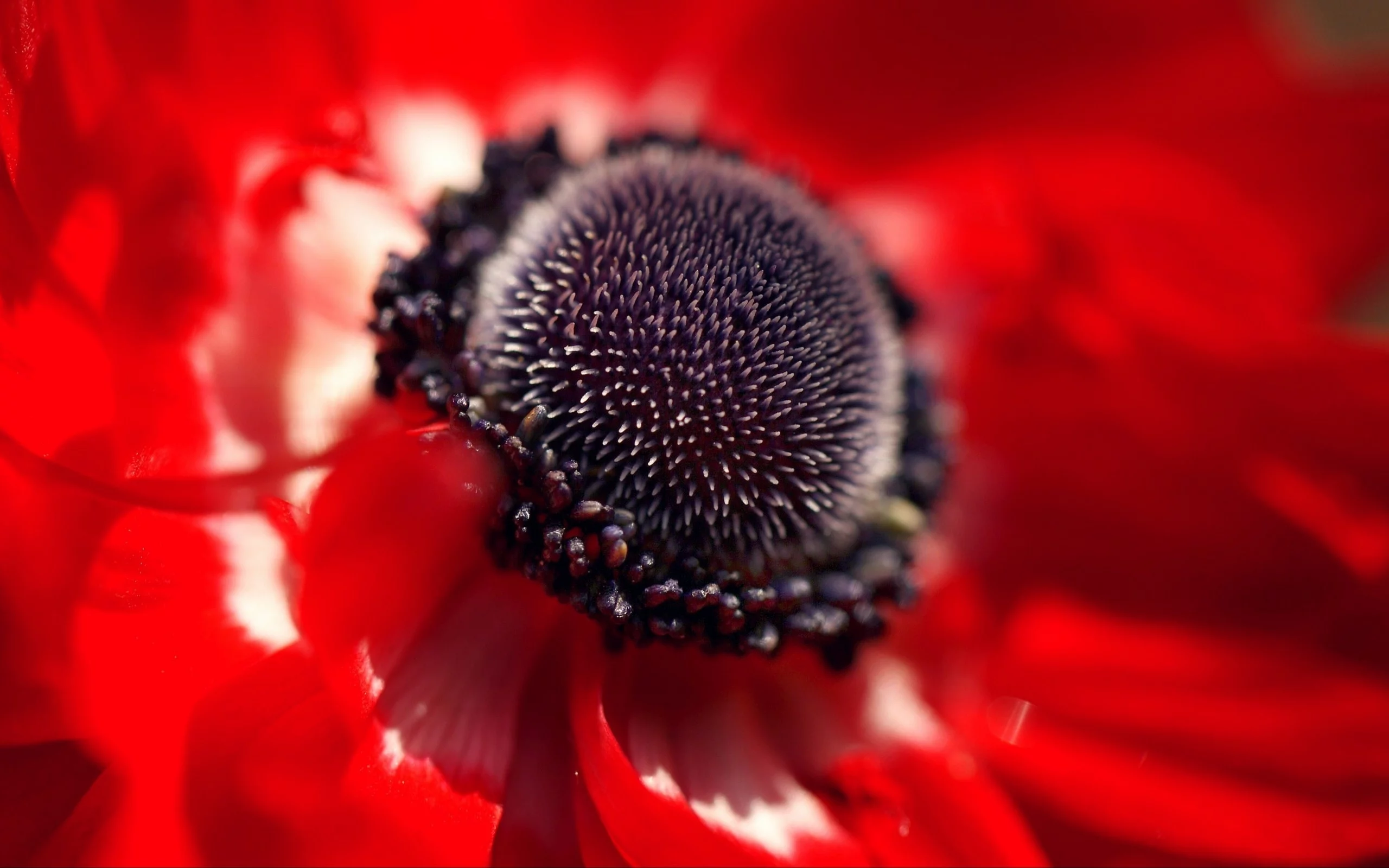 макро, macro, red flowers, цветы, flowers, красные цветы