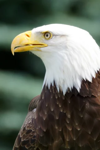 bird, bald eagle, профиль, взгляд, Птица, белоголовый орлан