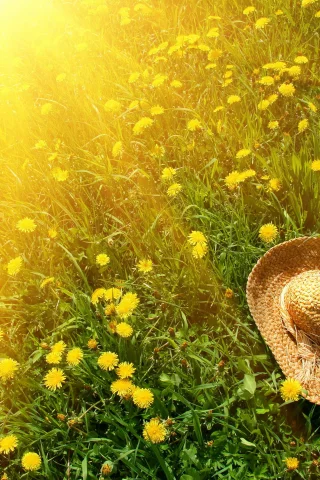 солнце, трава, цветы, одуванчики, Природа, зелень