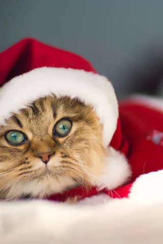 c benjamin torode, костюм, Daisy, christmas cat
