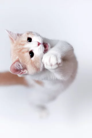 кошка, фон, Torode