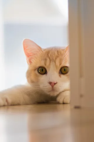 Hannah, c ben torode, кошка