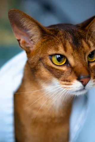 мордочка, взгляд, глаза, Кот, уши, кошка, полотенце