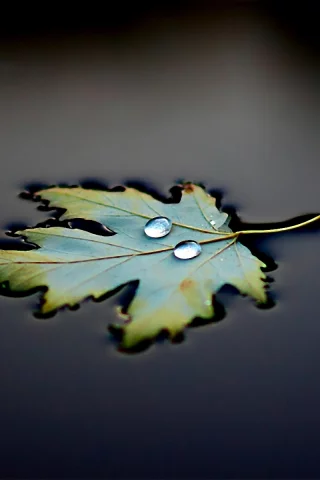 черный, Вода, лист, капля