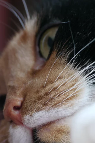 кошки, животные