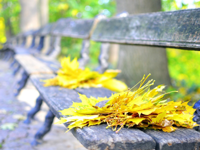 leaves, скамейки, bench, листья