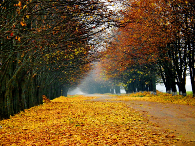 дорога, осень, Природа, leaves, пейзаж, деревья, лес