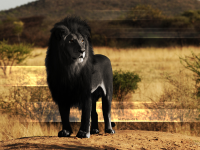 lions, поддельные цвета, animals, львы, черный, fake color, black, животные