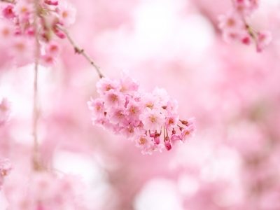 цветы, розовый, ветви, розовые, цветение, Сакура, весна