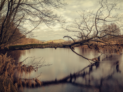 мох, дерево, осень, отражение, Озеро