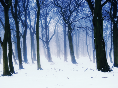 туман, Природа, деревья, ветки, лес, зима, снег