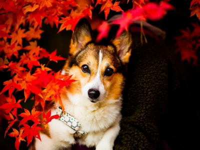 взгляд, Собака, листья