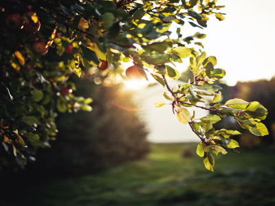 apples, nature, вечер, солнце, tree, sky, блики, Листва