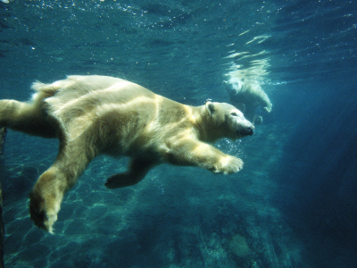 под водой, плавание, Белый медведь