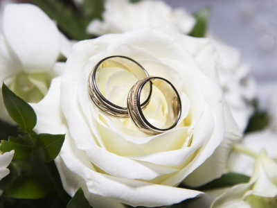 роза, кольца, Белая, свадьба