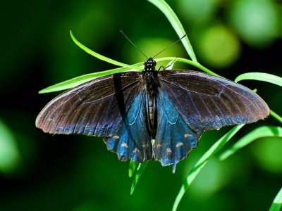 butterfly, Бабочка, насекомое, трава