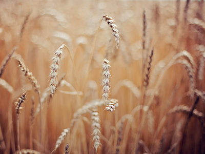пшеница, Макро, колоски