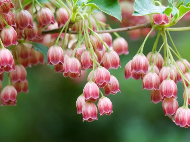 flowers, цветы