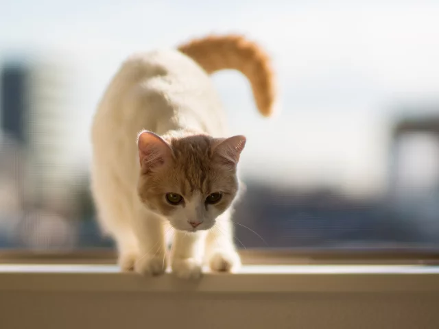 подоконник, c benjamin torode, Котёнок, hannah