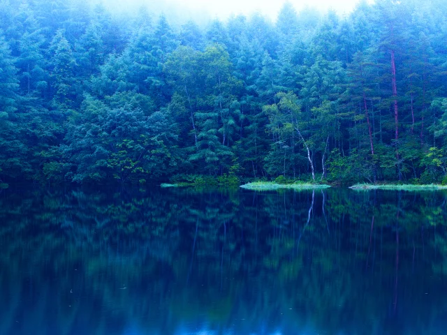 Лес, озеро, синева, вода, деревья