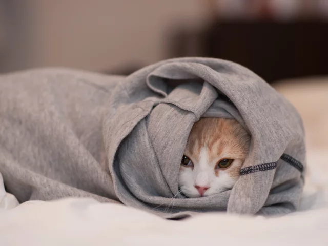 одежда, морда, ben torode, кошка, спряталась, Hannah