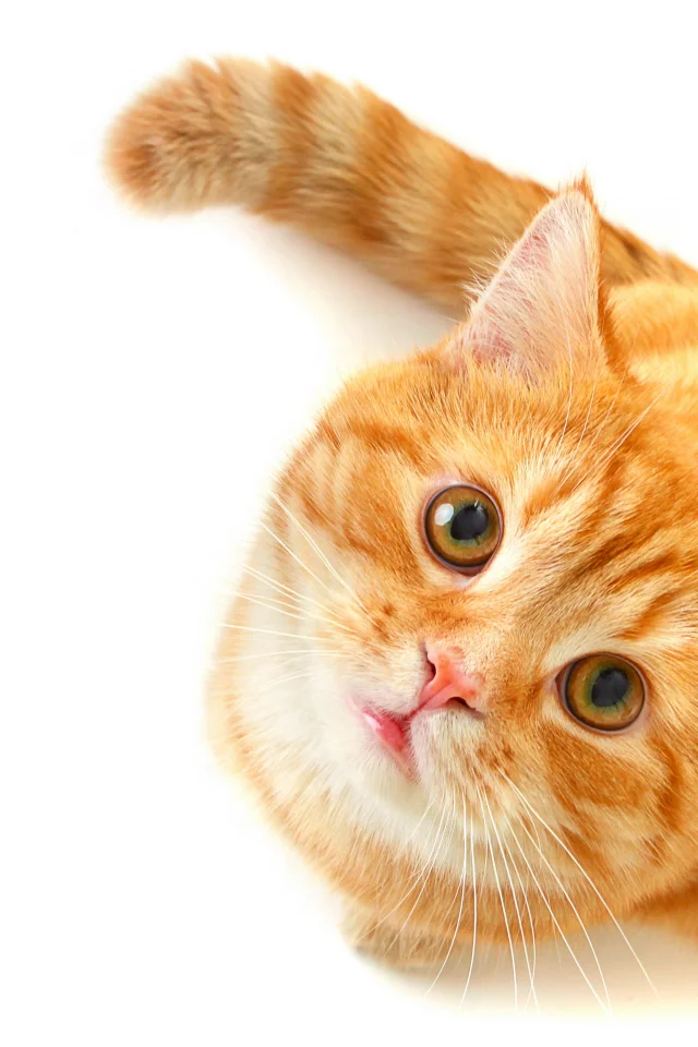 рыжий, зеленые, смотрит, кошка, взгляд, глаза, Кот