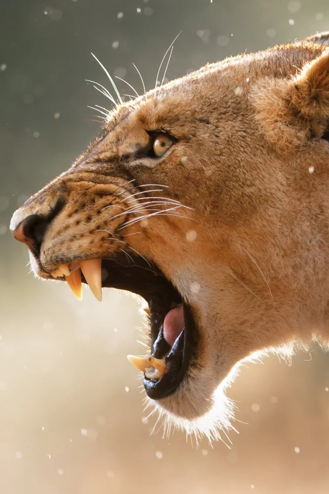 puma, клыки, пума, animals, fangs, lions, львов, животных