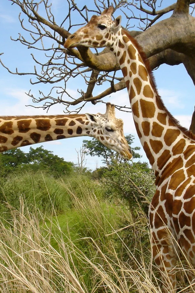 жирафы, animals, giraffes, животных