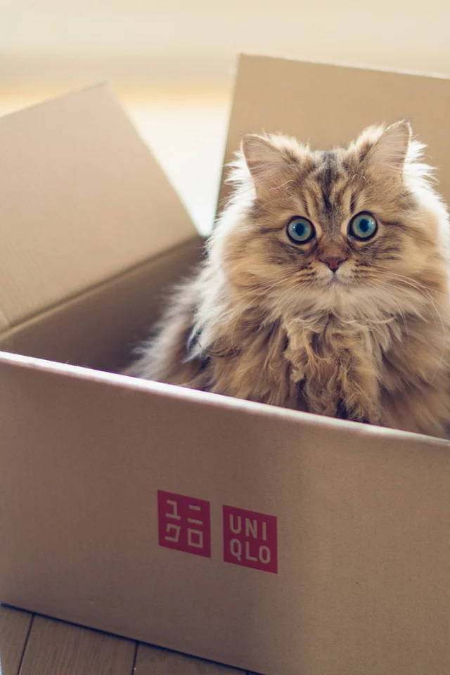Кошка, torode, коробка