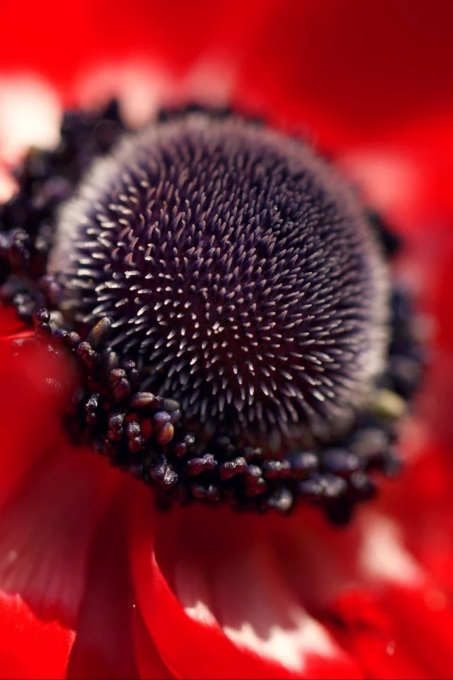 макро, macro, red flowers, цветы, flowers, красные цветы
