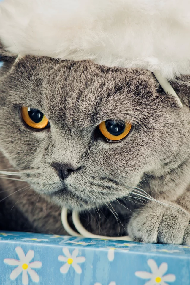 новогодняя, серый, британец, шапка, сердитый, Кот