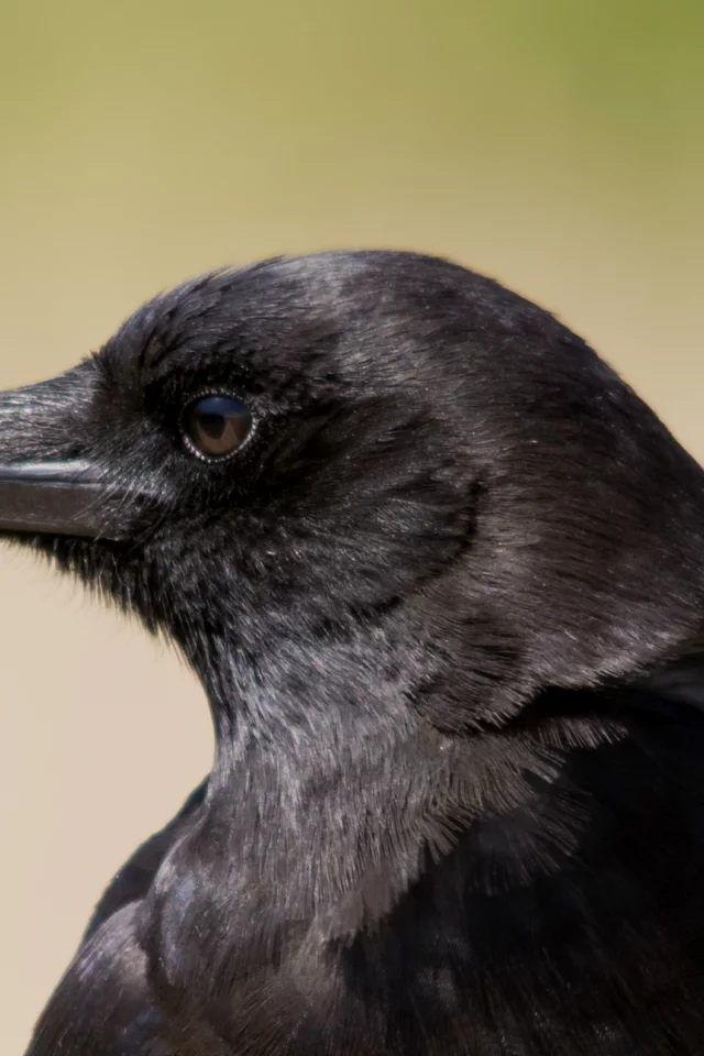 ворон, взгляд, профиль, bird, Птица, raven