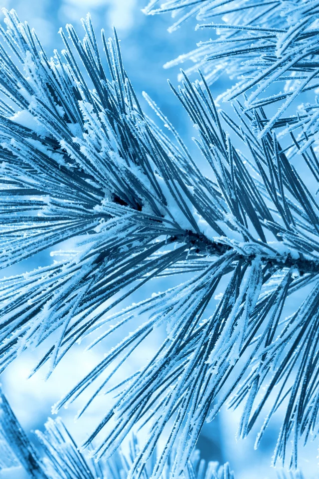 ель, иней, зима, снег, Ветка
