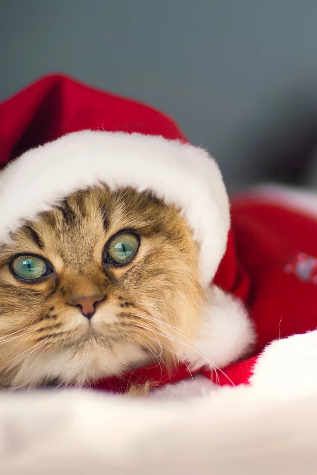 c benjamin torode, костюм, Daisy, christmas cat