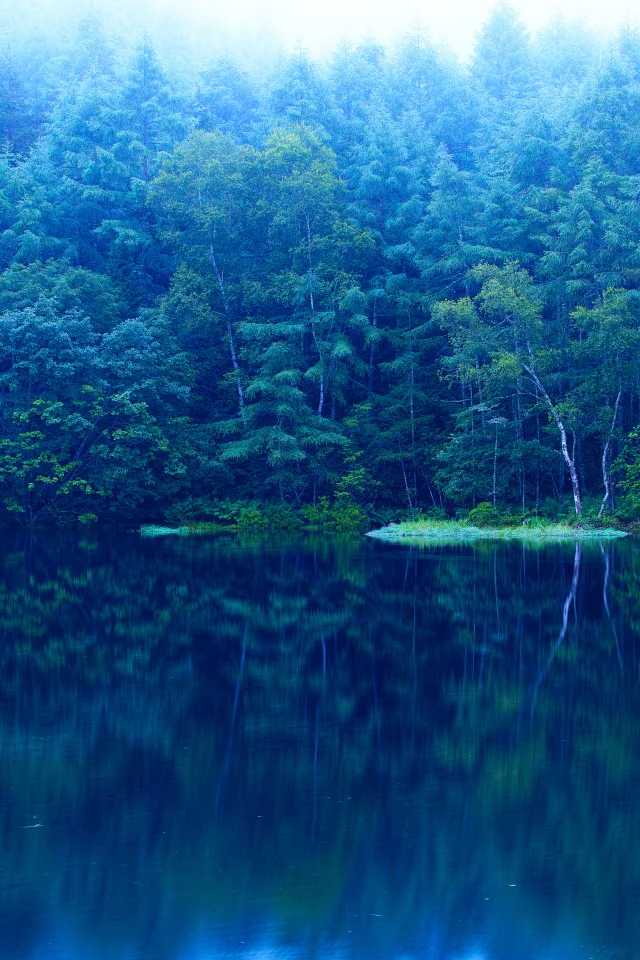 Лес, озеро, синева, вода, деревья