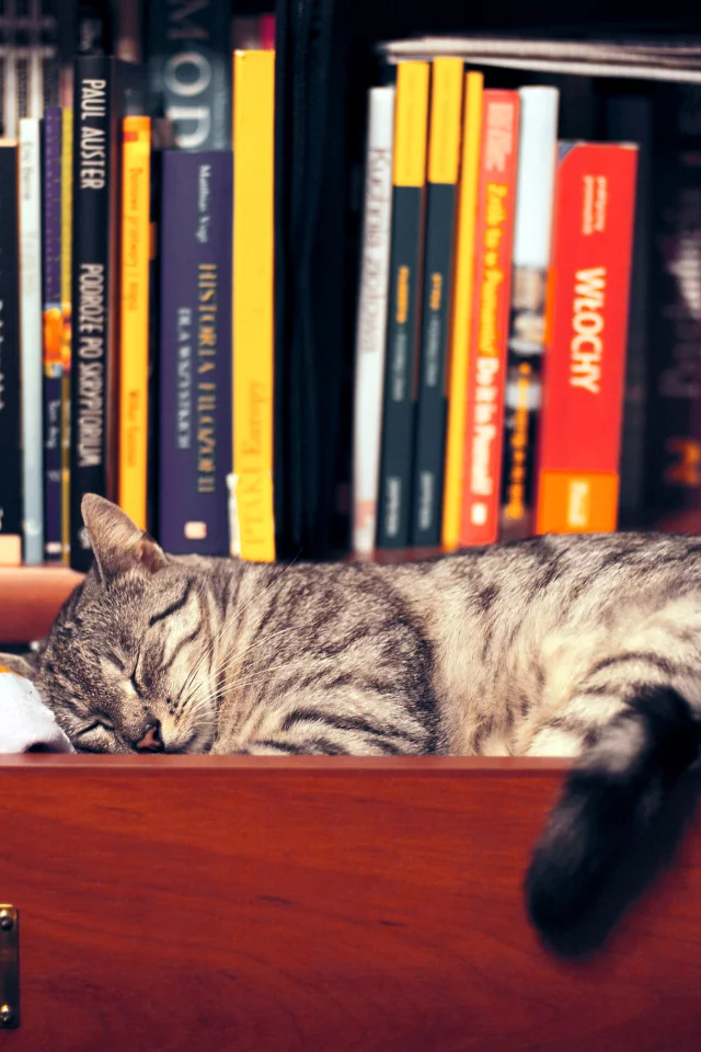 шкаф, книги, сон, Кошка, одежда, полка