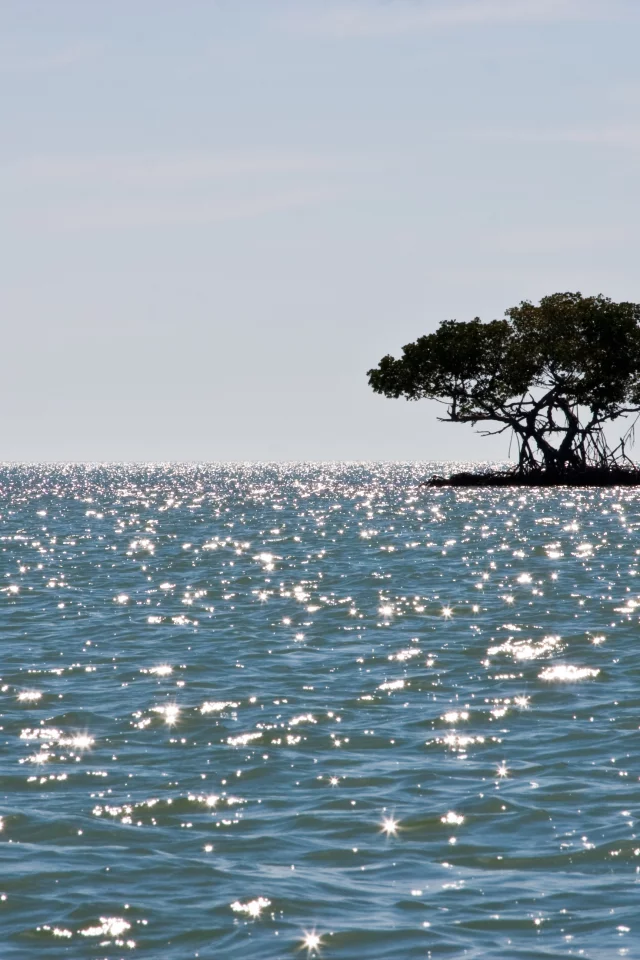 Море, мангры, остров