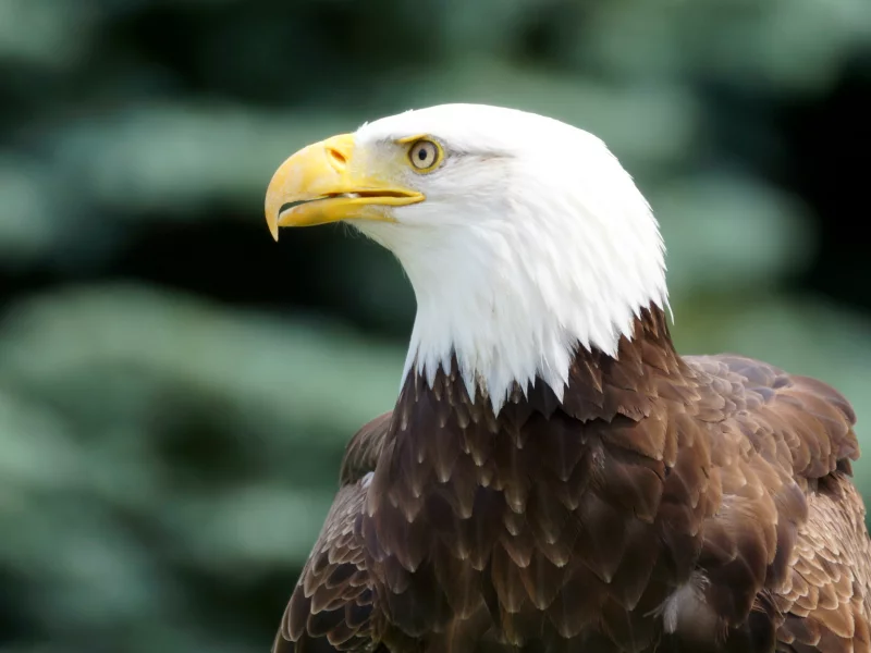 bird, bald eagle, профиль, взгляд, Птица, белоголовый орлан