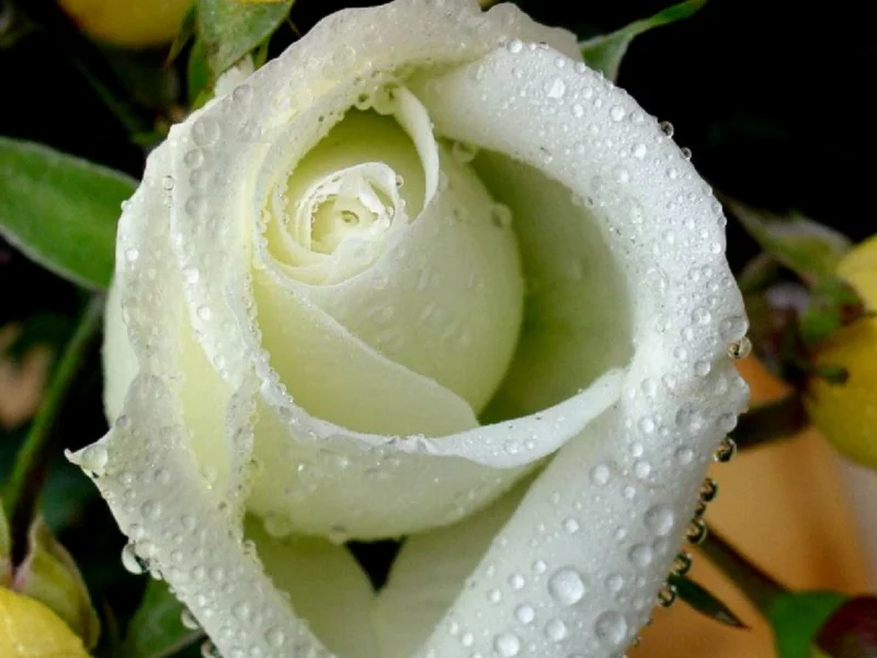 flowers, цветы, roses, розы