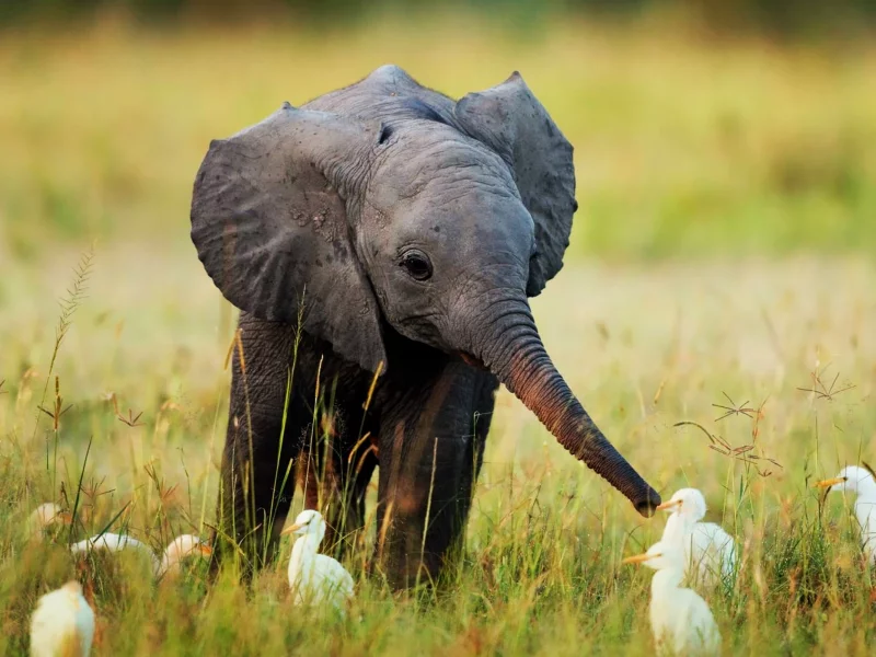 nature, grass, , egrets, baby elephant, animals