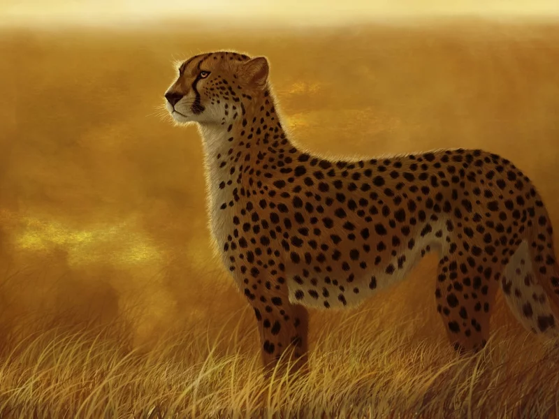 хищник, кошка, дикая, гепард, саванна, Арт, трава