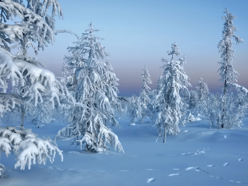 Зима, winter, природа, лес, trees in snow, снег