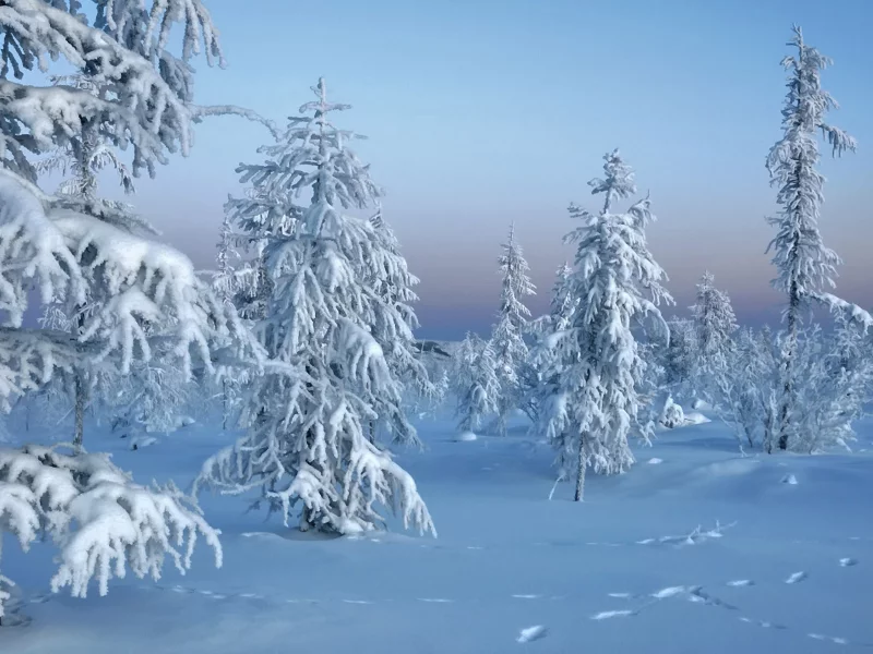 Зима, winter, природа, лес, trees in snow, снег