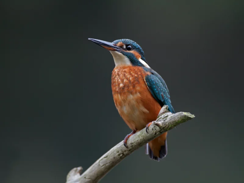 ветка, обыкновенный зимородок, Птица, рыбалочка, bird