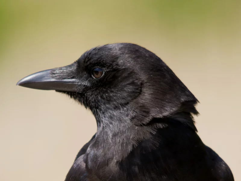 ворон, взгляд, профиль, bird, Птица, raven