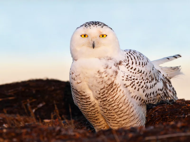 свет, снежная сова, Птица, глаза, snow owl