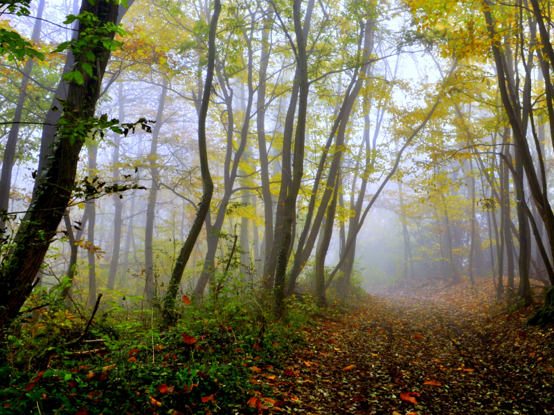 деревья, осень, дорожка, Лес